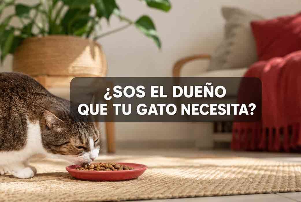 Cómo ser un mejor dueño de gato en Costa Rica