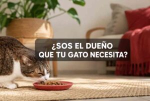Cómo ser un mejor dueño de gato en Costa Rica