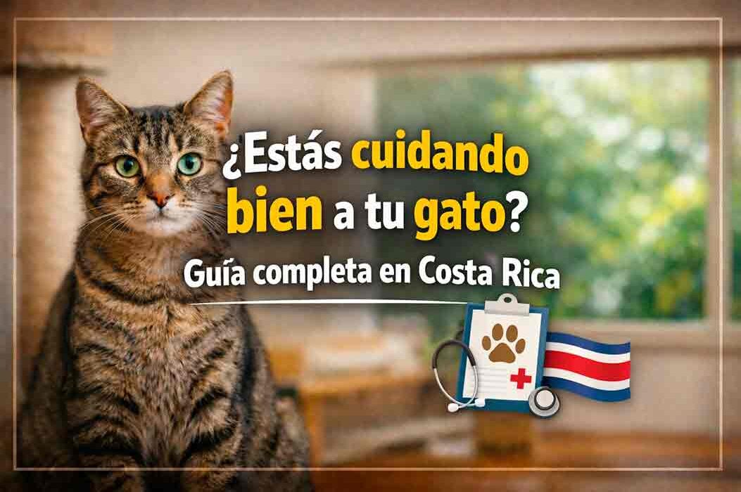 Cómo ser un mejor dueño de gato en Costa Rica