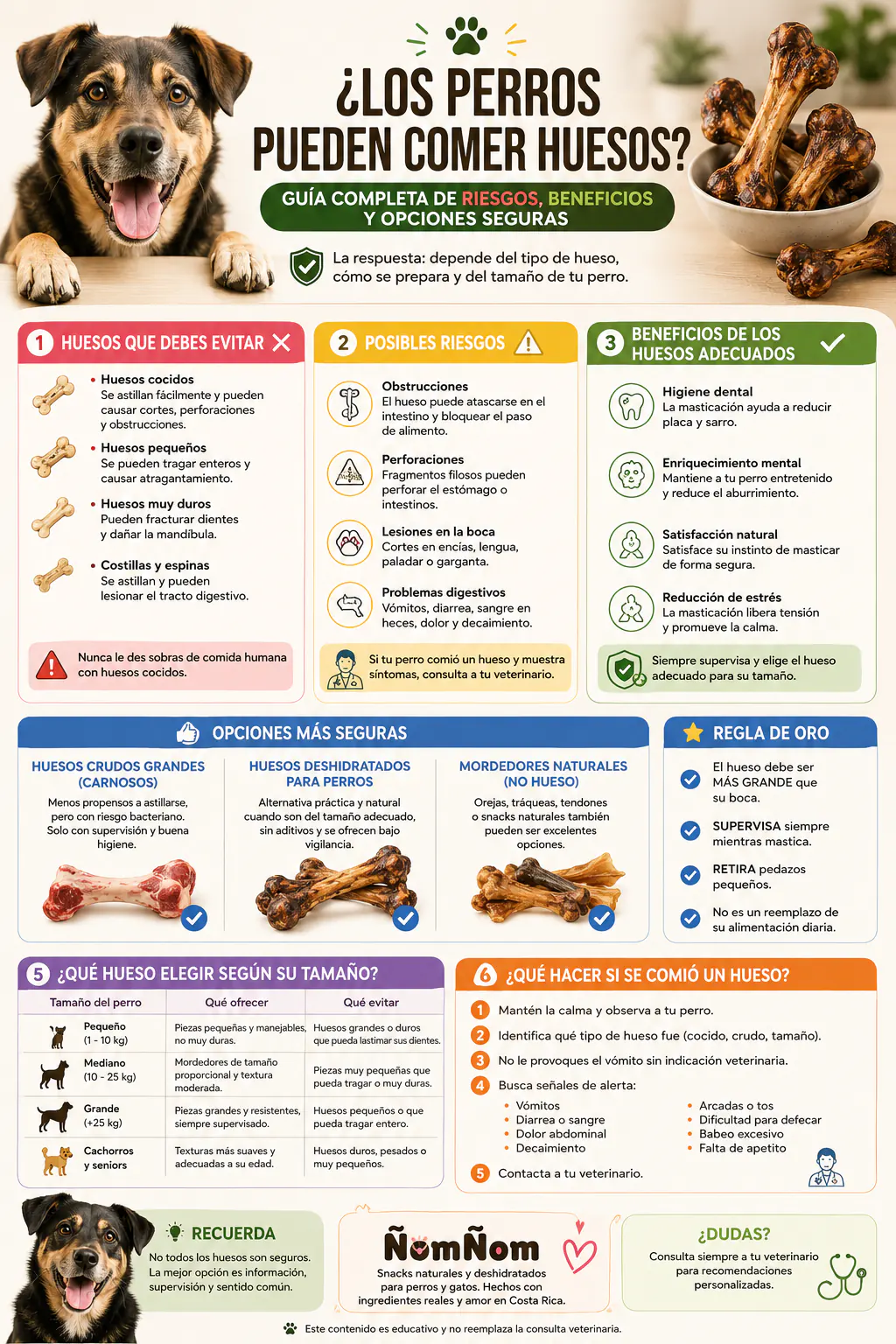 ¿Los perros pueden comer huesos? Infografía de riesgos y opciones seguras Infografía sobre si los perros pueden comer huesos, qué huesos evitar, riesgos principales y opciones más seguras para perros