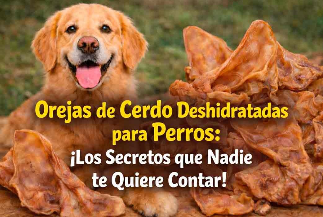 Orejas de Cerdo Deshidratadas para Perros: Beneficios, Uso y Seguridad
