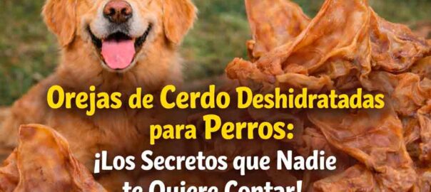 Orejas de Cerdo Deshidratadas para Perros: Beneficios, Uso y Seguridad