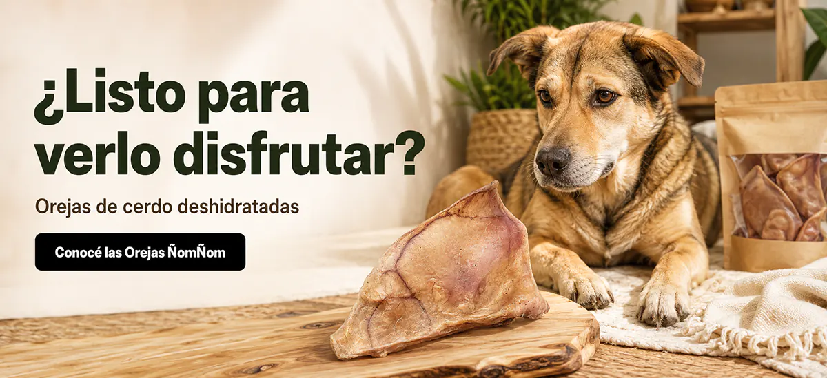 Perro junto a orejas de cerdo deshidratadas ÑomÑom en Costa Rica