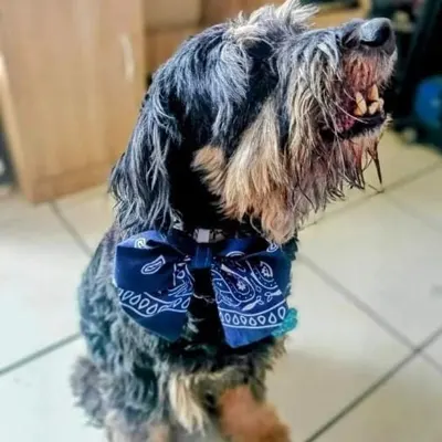 ÑomÑom | Pancho Z ÑomÑom de Costa Rica: Inspiración oficial, Catador exigente, Embajador peludo senior