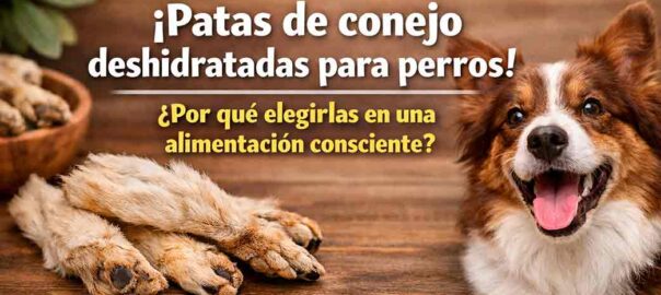 Patas de conejo deshidratadas para perros: beneficios y uso responsable