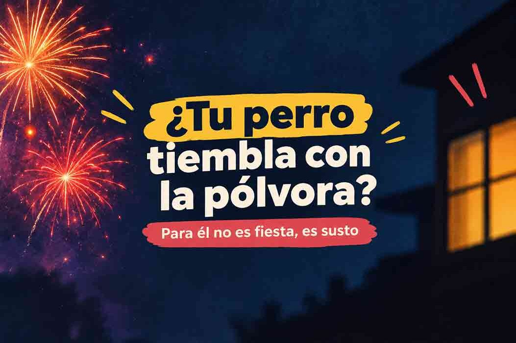Perro con miedo a la pólvora: qué hacer en Navidad y fiestas patronales en Costa Rica
