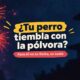Perro con miedo a la pólvora: qué hacer en Navidad y fiestas patronales en Costa Rica