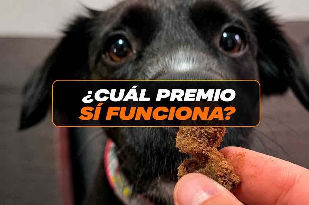 Premios para entrenar perros en Costa Rica: cómo elegirlos y usarlos