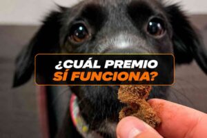 Premios para entrenar perros en Costa Rica: cómo elegirlos y usarlos