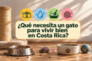 ¿Qué necesita un gato para vivir bien en Costa Rica?
