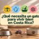 ¿Qué necesita un gato para vivir bien en Costa Rica?