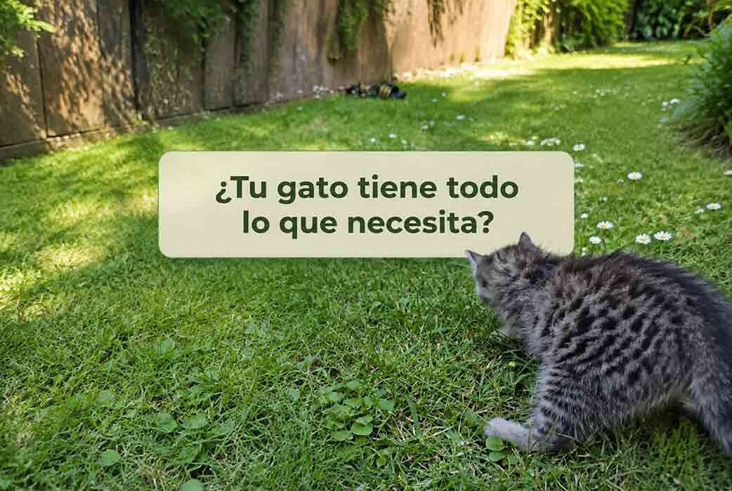 ¿Qué necesita un gato para vivir bien en Costa Rica?