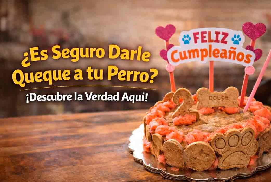 ¿Los perros pueden comer queque o es peligroso para su salud?